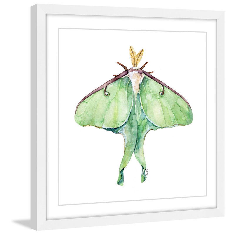" Luna Moth " by Rachel Byler, 12" H x 12" W x 1.5" D