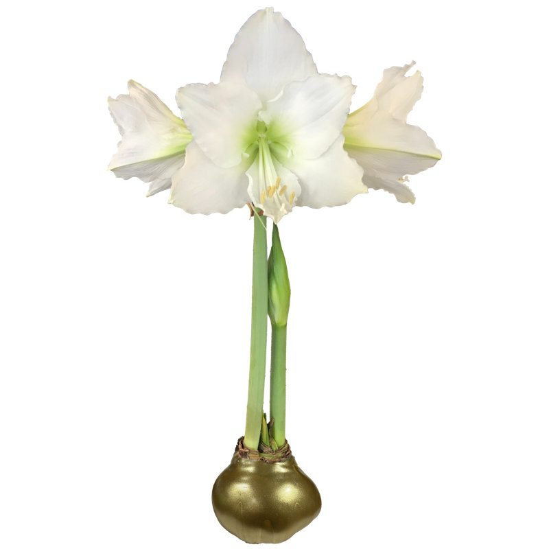 White Flower Gold Lacquer 30cm+ 23 Bulbs/Crate