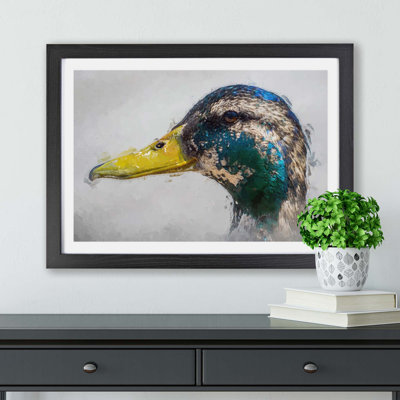 Mallard Duck Moulting - Framed Print