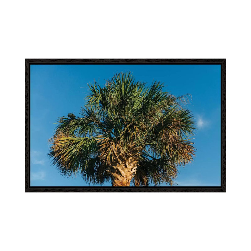 Charleston Palm Tree by Bethany Young - Print on Canvas, Black Framed, 45.72cm H x 66.04cm W x 3.81cm D
