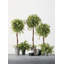 Plante wisteria en pot