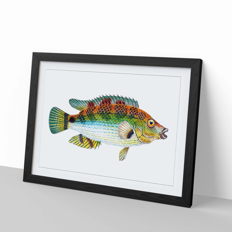 Goldfinny Fish by Edward Donovan - Framed Print, 48cm H x 65cm W x 2cm D, Black Framed