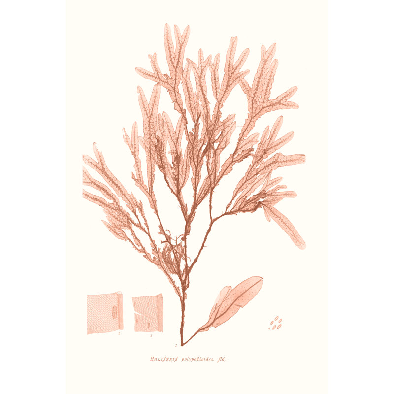 Vivid Coral Seaweed V by Vision Studio - Graphic Art Print, 30 cm H x 20 cm W, Black Floater Framed