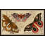 Butterfly Detail 2 Print
