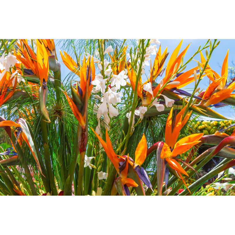Paradise Flower - Wrapped Canvas Print, 61cm H x 91cm W x 3.8cm D