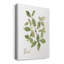 " Herb Basil "-250720314