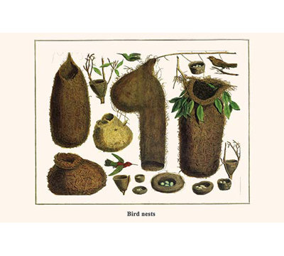 " Bird Nests " by Albertus Seba