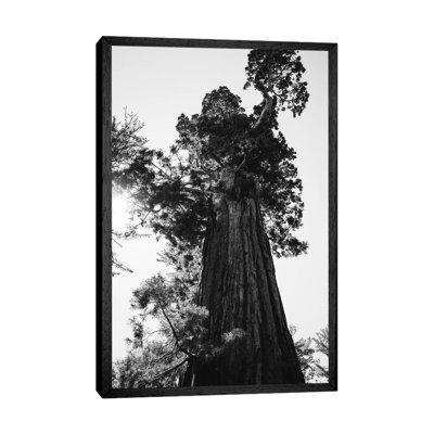 Sequoia National Park IX by Bethany Young - Print on Canvas