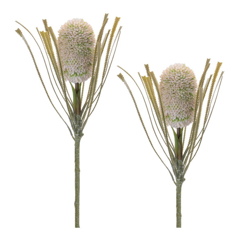Tige florale Protea, Vert