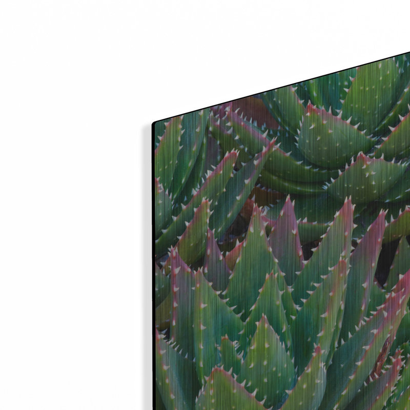 «Succulents II» par Dennis Frates, H 12 po x l 16 po