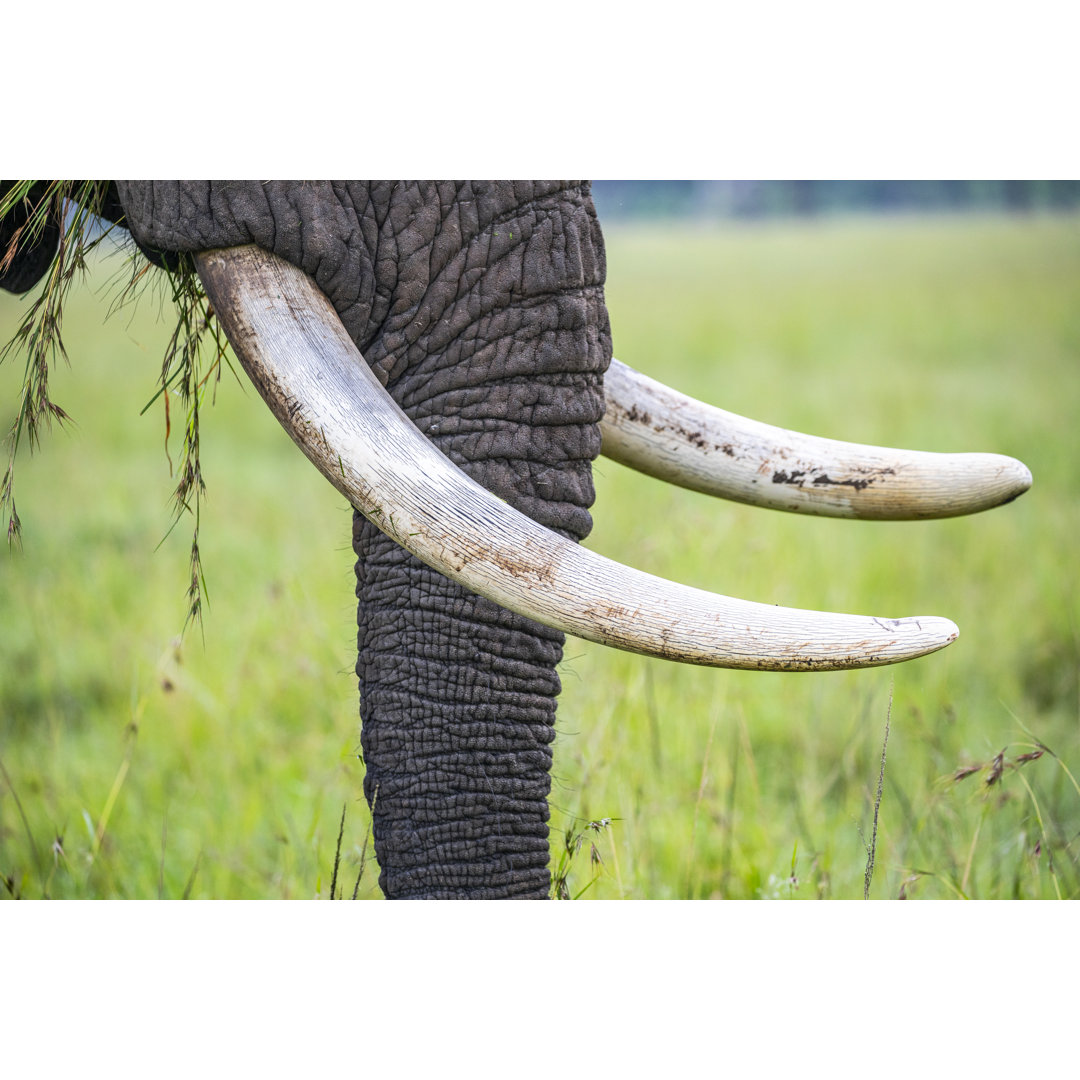 Close Up Of Elephant Tusks von Philip Thurston - Ohne Rahmen auf Leinwand drucken