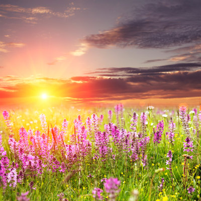 " Flowers With Sunshine "