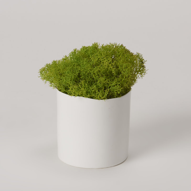 5'' Preserved Deer Moss Plant in Cement Planter