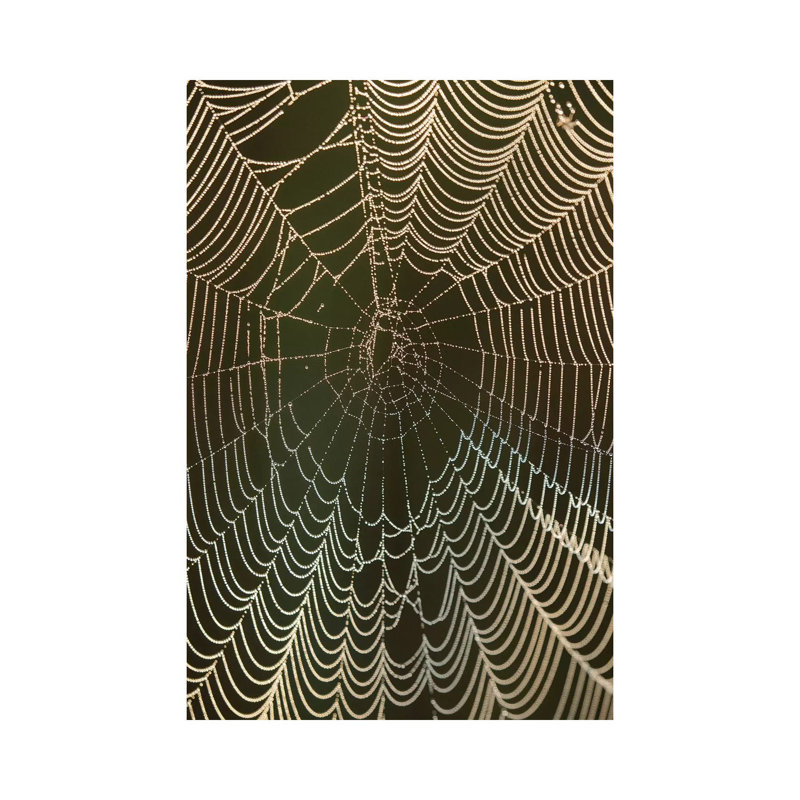 Morning Dew On A Spider Web, Cameron Prairie National Wildlife Refuge, Louisiana by Maresa Pryor - Wrapped Canvas Print