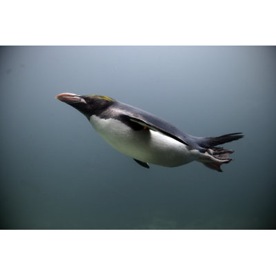 Macaroni Penguin par Mikelane - Photographie sur toile tendue