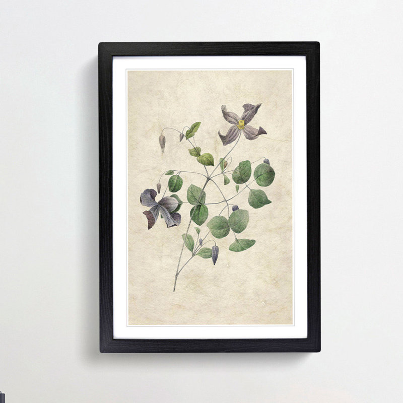 Clematis Flowers by Pierre-Joseph Redoute - Picture Frame Painting Print, Black Framed, 48cm H x 36cm W x 2cm D