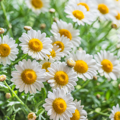 Chamomile by Scorpp - Wrapped Canvas Print