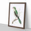 Chinese Roller Bird by George Shaw - Picture Frame Painting Print-55621372-55621373