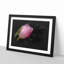 Pale Pink Tulip - Picture Frame Graphic Art Print-56862127-56862135