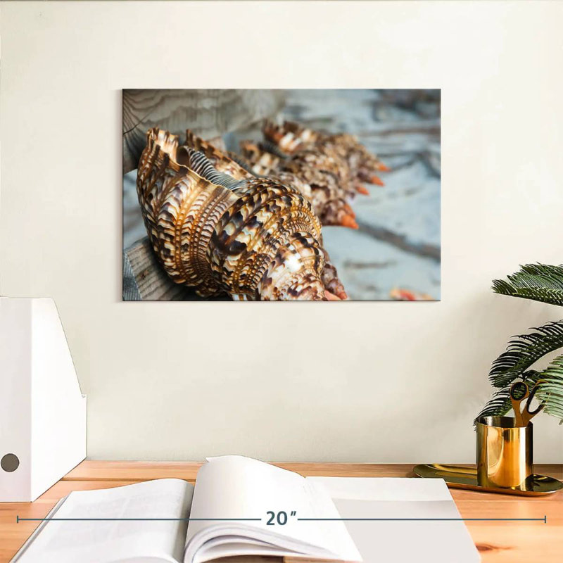 Aletra Ocean Shells, 8" H x 12" W