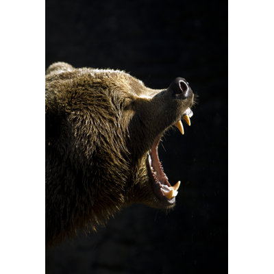 Ours brun. par Gormvester - Photographie sur toile tendue