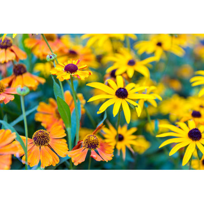 " Orange Helenium And Yellow Rudbeckia " by Kruwt