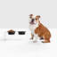 Medium Clear Double Pet Feeder with Color Bowls-197271276