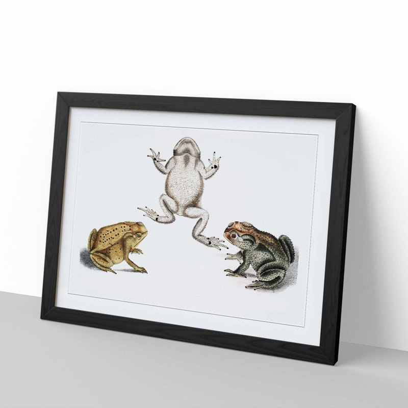 Illustrations of Toads by John Edward Gray - Picture Frame Painting Print, 48cm H x 65cm W x 2cm D, Black Framed