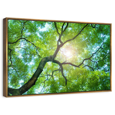 Tree Canopy Sunshine
