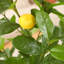 Adcock Artificial Plastic Lemon Tree in Pot, Pre Potted Faux Greenry Lemon Plant for Home Decor-1736613160