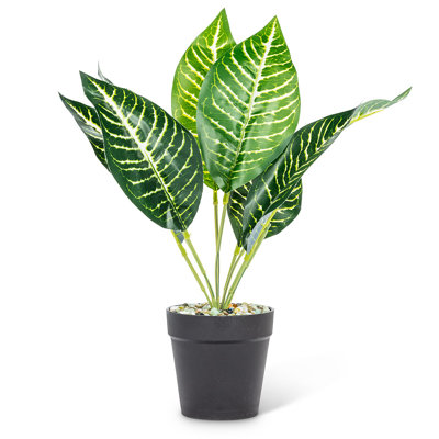 Plante à feuilles moyennes