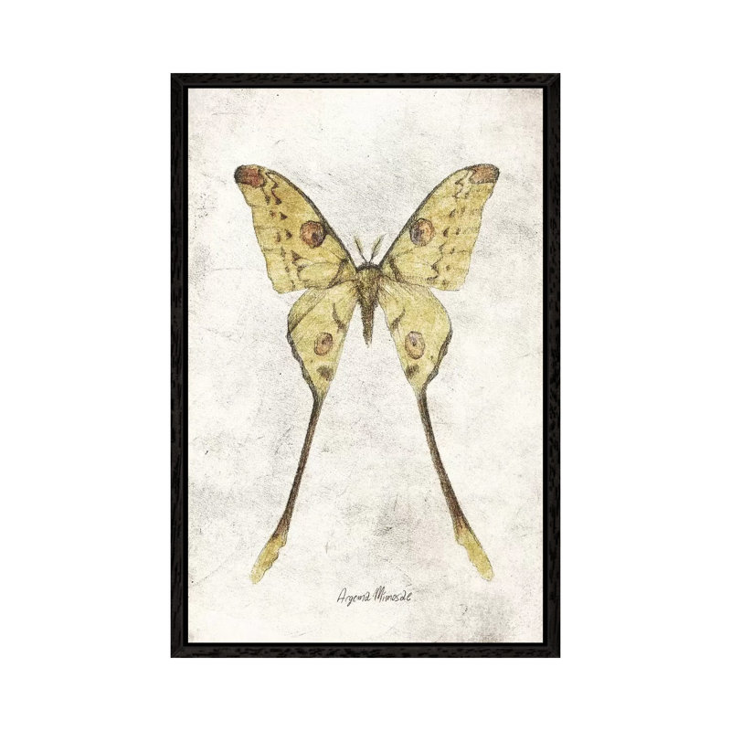Argema Mimosae by Mike Koubou - Print on Canvas, Black Framed, 66.04cm H x 45.72cm W x 3.81cm D