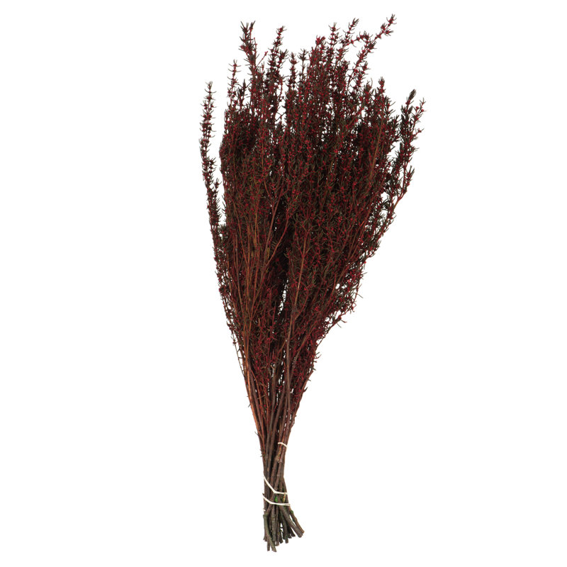Preserved Grabia Arrangement, Red