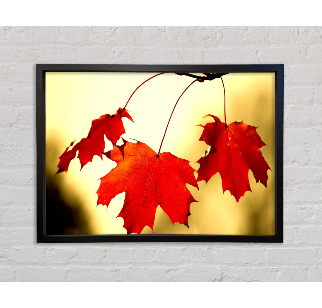 Red Oak Leaves Close Up - Einzelner Bilderrahmen Kunstdrucke auf Leinwand