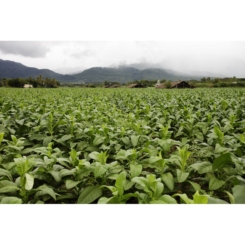 Caribbean Tobacco Fields by Peeterv - No Frame Print on Canvas, 20cm H x 30cm W