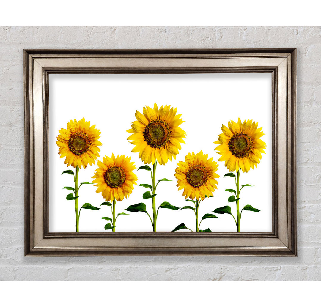 Sunflower Mayhem - Drucken