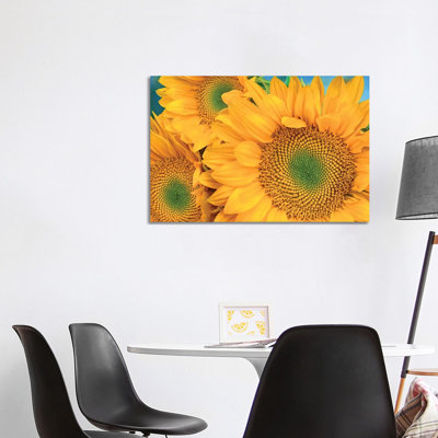 Common Sunflower Group Showing Symmetrical Seed Heads, North America II 1 Piece Wrapped Canvas Wall Art
