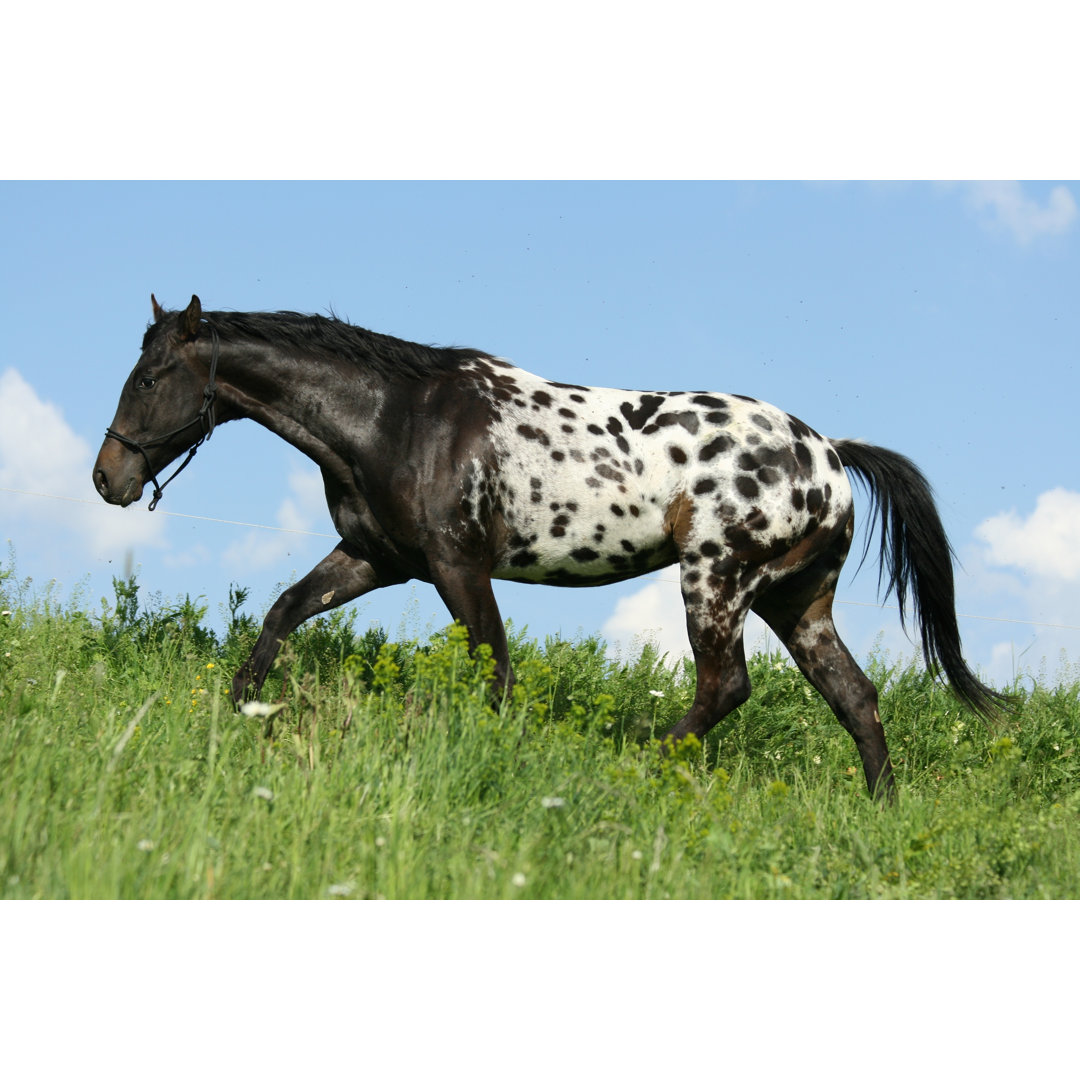 Appaloosa von Zuzule - Leinwandbild