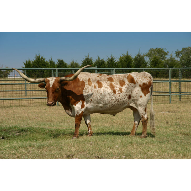 Longhorn au Texas, H 24 po x l 36 po