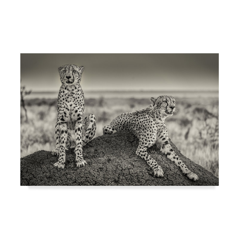 « two cheetahs watch out », reproduction de photo sur toile tendue, H 12 po x l 19 po x P 2 po