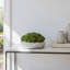 Sedum Arranged in a Stone Planter-1985559458-1985559517