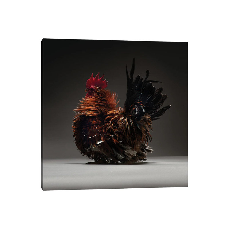Japanese Bantam - Wrapped Canvas Print, 30.48 cm H x 30.48 cm W