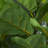 74'' Faux Fiddle Leaf Tree in Planter