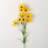 Daisy Arrangement-519100682
