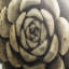 Gold Succulent B Print