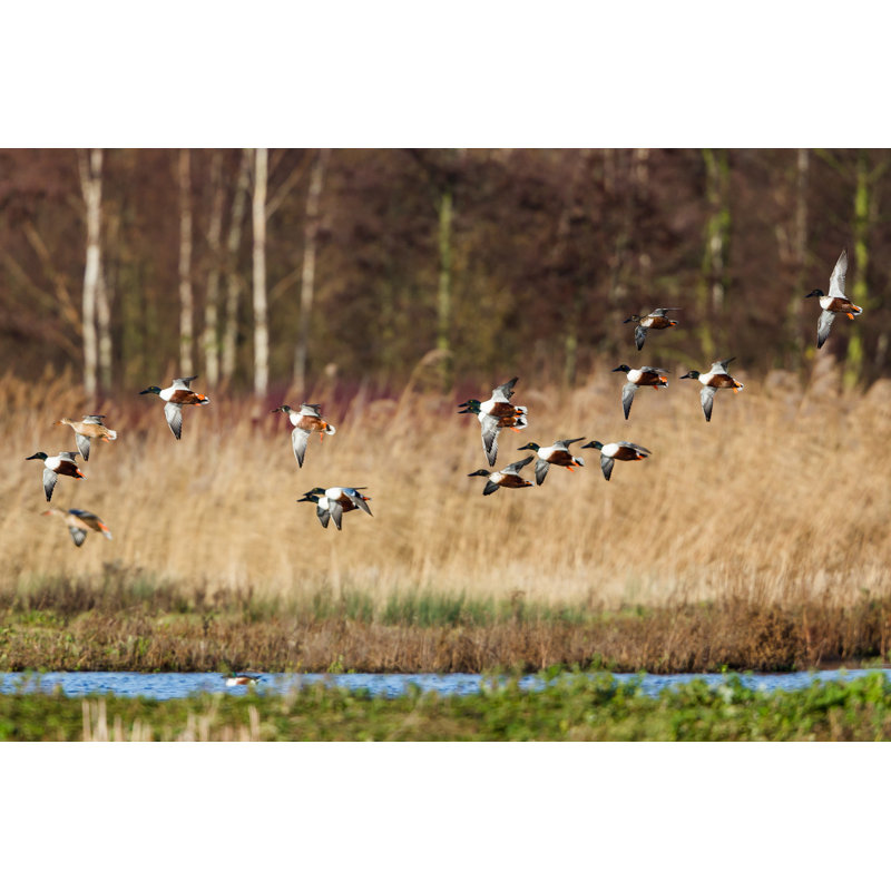 Northern Shoveler par Damiankuzdak, H 20 po x l 30 po
