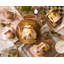 Pot Wild Rose-821385412-821385408