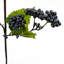 Grape Leaf Arrangement