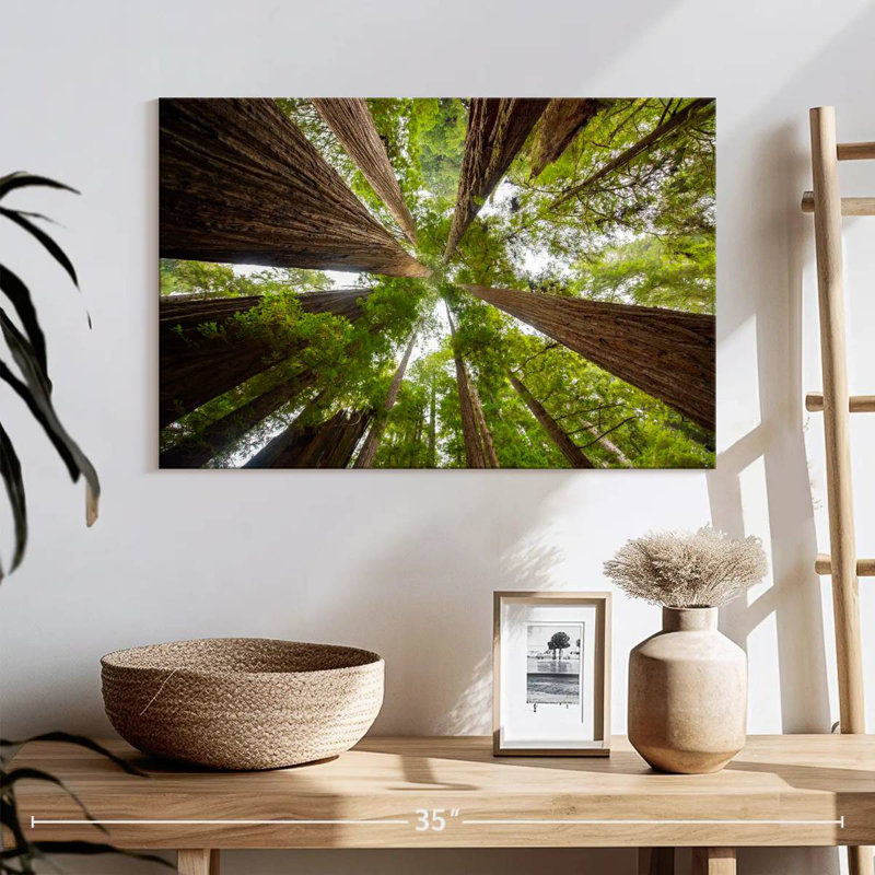 Arbres séquoia vertigineux Alvord, H 16 po x l 24 po