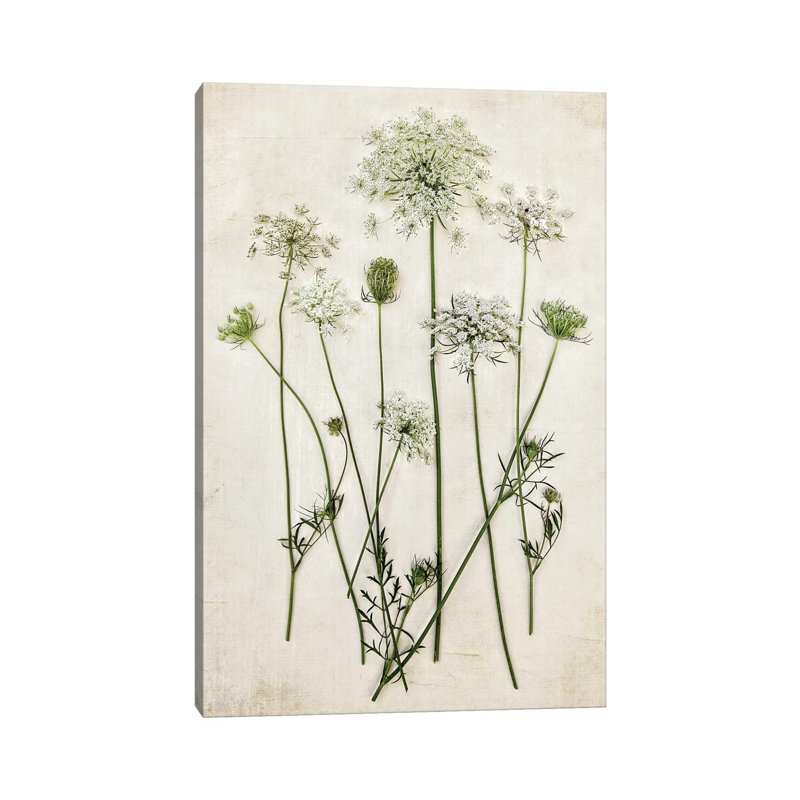 «Queen Annes Lace» par Debbra Obertanec, reproduction d'art sur toile tendue, H 18 po x l 12 po x 1,5 po